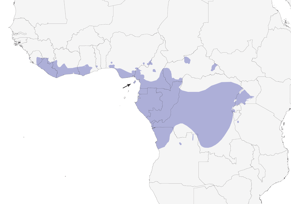 Nettarinia della Malesia, Distribuzione 1