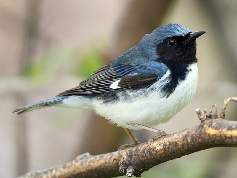 Schwarzkehl-Blauwaldsänger, Fotos 3