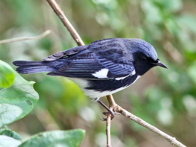 Schwarzkehl-Blauwaldsänger, Fotos 2