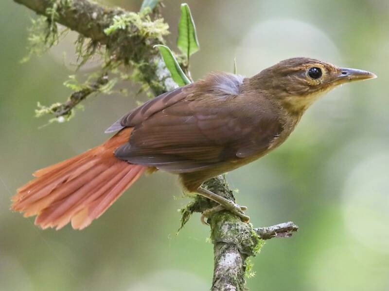 Ochre-throated Foliage-gleaner, Photos 4