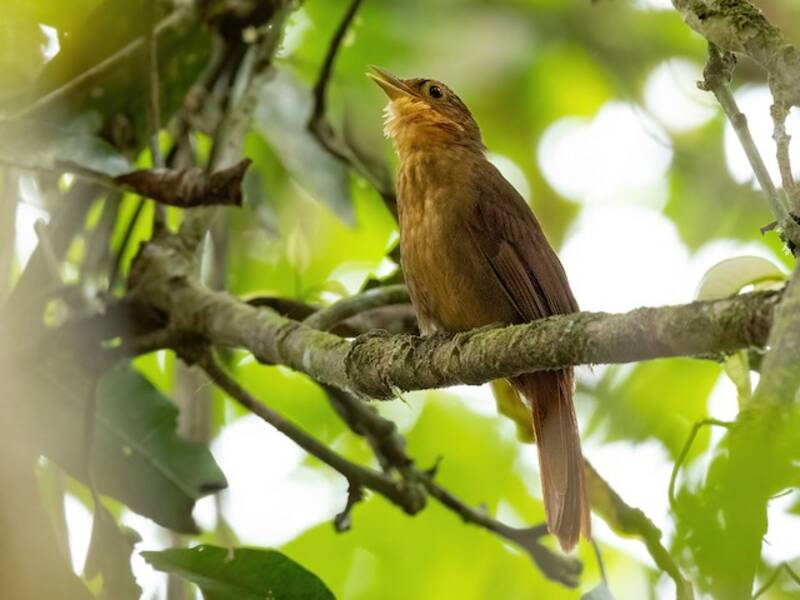 Ochre-throated Foliage-gleaner, Photos 2