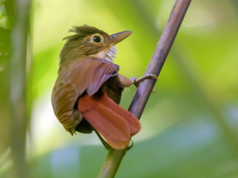 Ochre-throated Foliage-gleaner, Photos 3