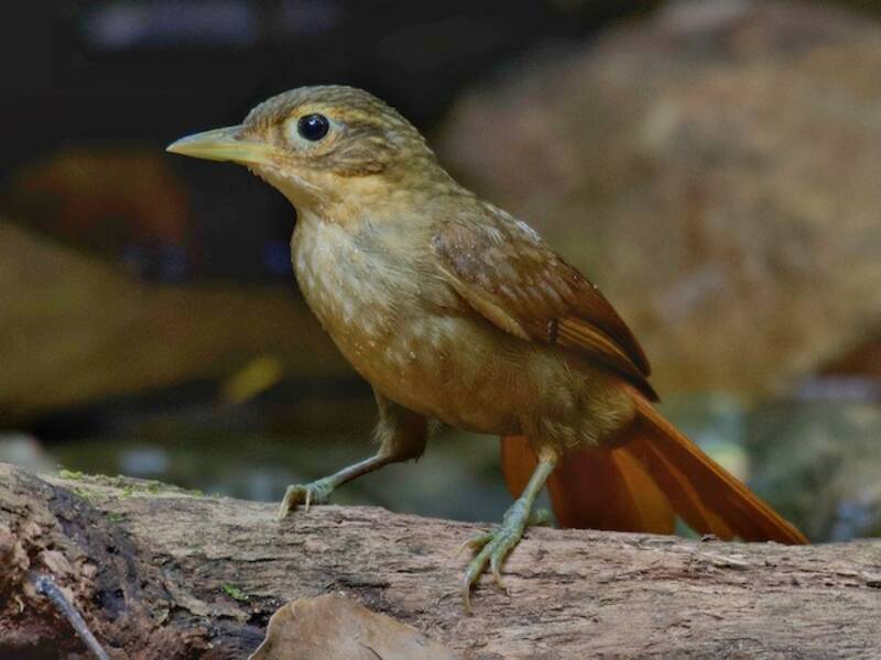 Ochre-throated Foliage-gleaner (Automolus ochrolaemus)