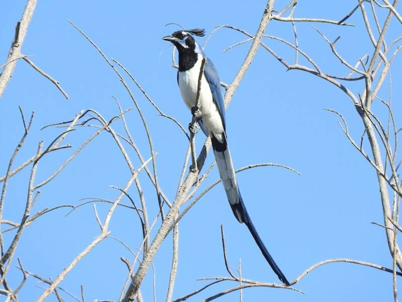 Black-throated Magpie-Jay, 照片 2