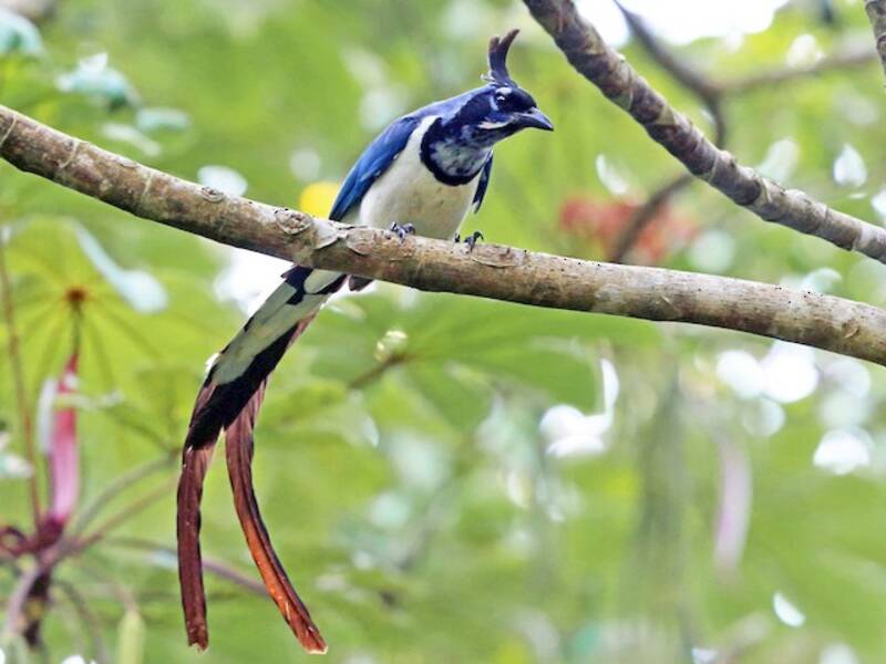 Black-throated Magpie-Jay, 照片 4