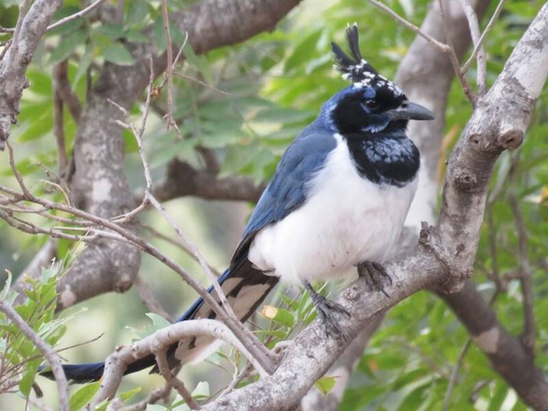 Black-throated Magpie-Jay, 照片 3