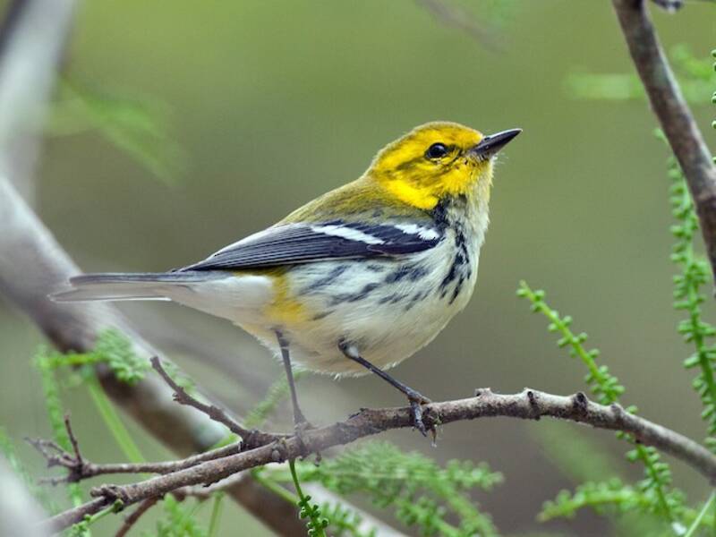 Black-throated Green Warbler, Photos 3