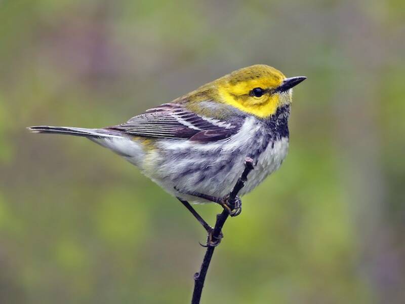 Black-throated Green Warbler, Photos 2