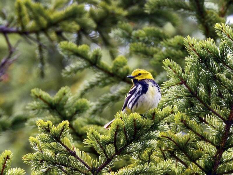 Black-throated Green Warbler, Photos 4