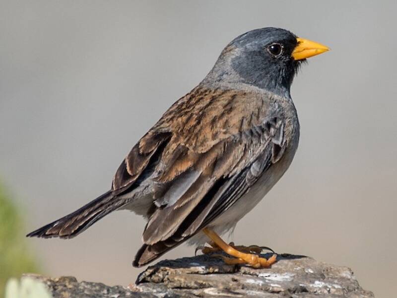 Band-tailed Sierra Finch, Photos 3