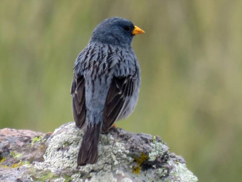 Band-tailed Sierra Finch, Photos 2