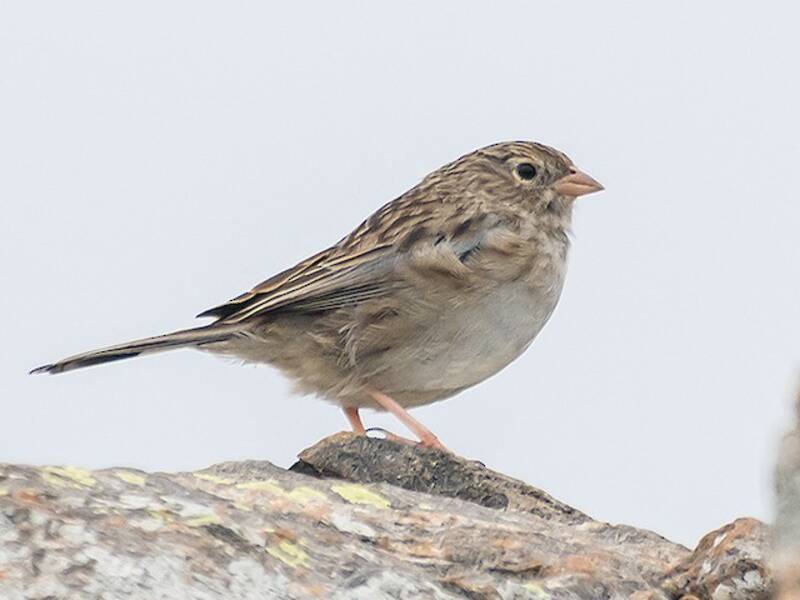 Band-tailed Sierra Finch, Photos 4