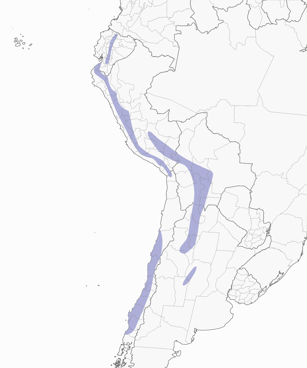 Band-tailed Sierra Finch, Distribution 1