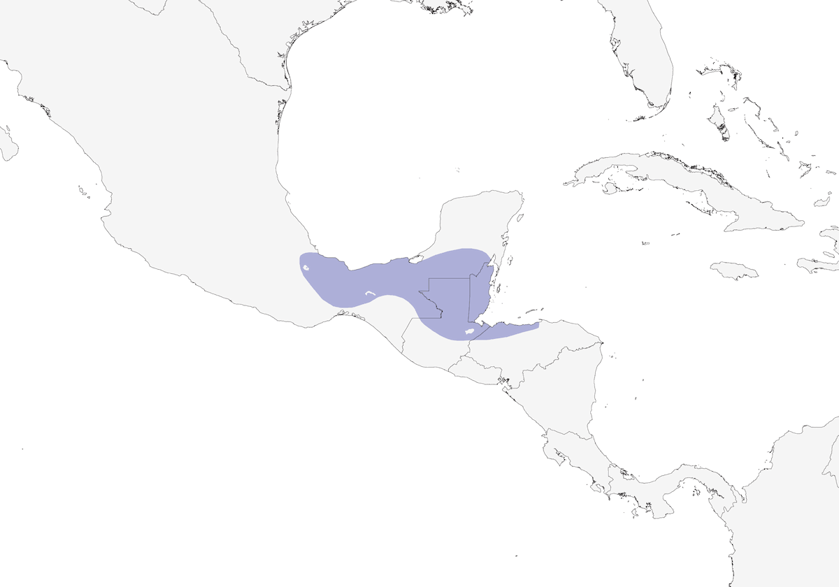 Tangara Verdugo Gorginegra, Distribución 1