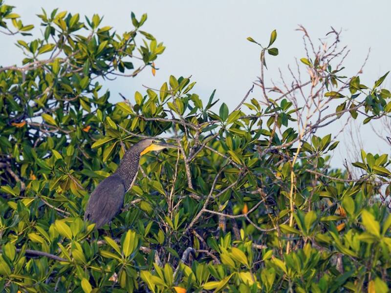 Bare-throated Tiger-Heron