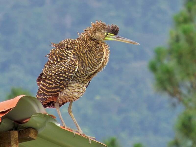 Airone tigrato golanuda, Foto 4