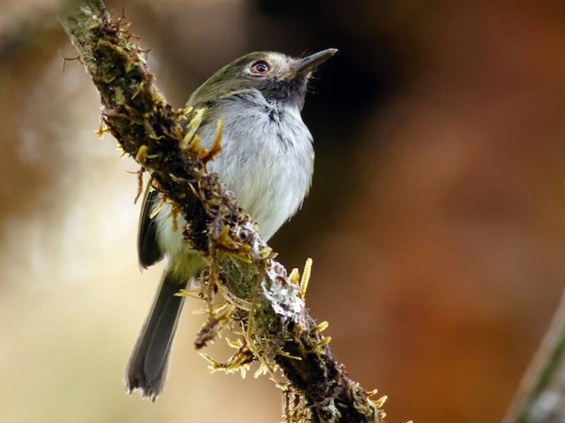 Black-throated Tody-Tyrant, Photos 4