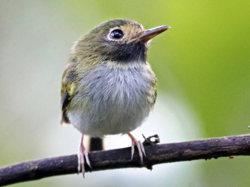 Black-throated Tody-Tyrant, Photos 3