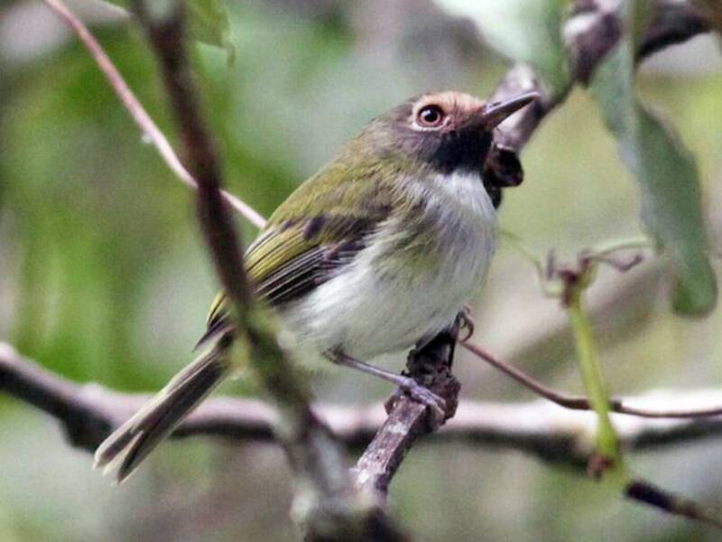 Black-throated Tody-Tyrant, Photos 2