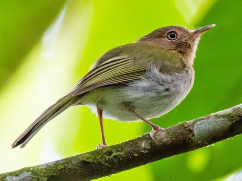 Buff-throated Tody-Tyrant, 照片 2