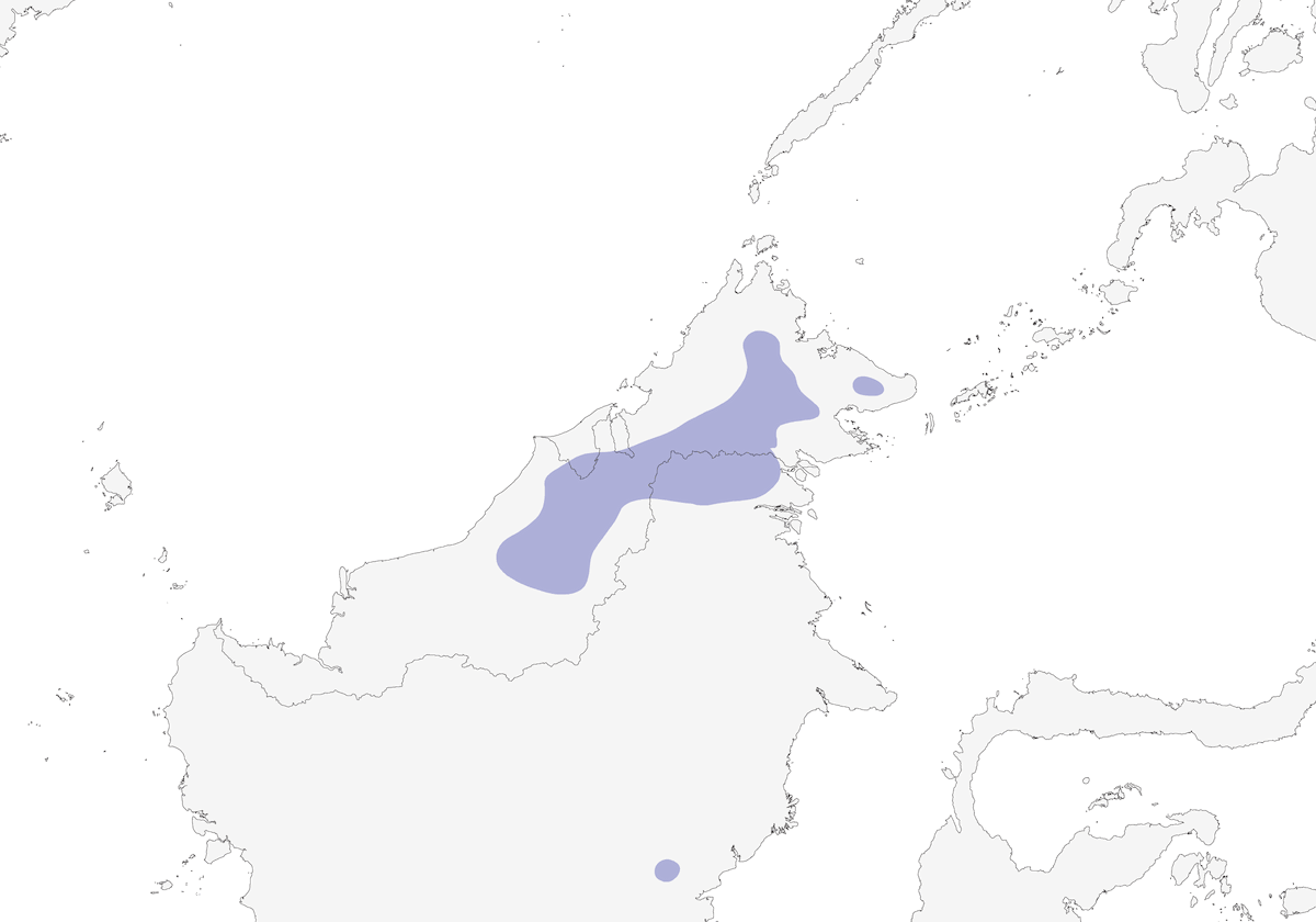 Garrulo-scricciolo golanera, Distribuzione 1