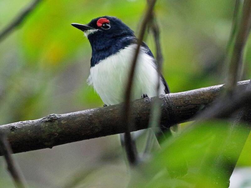 Platysteira golanera, Foto 2