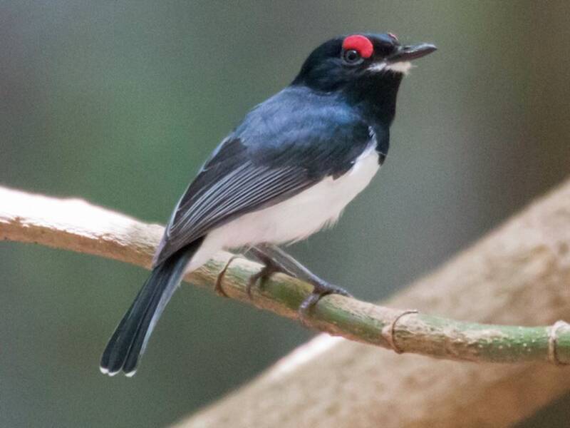 Platysteira golanera, Foto 4