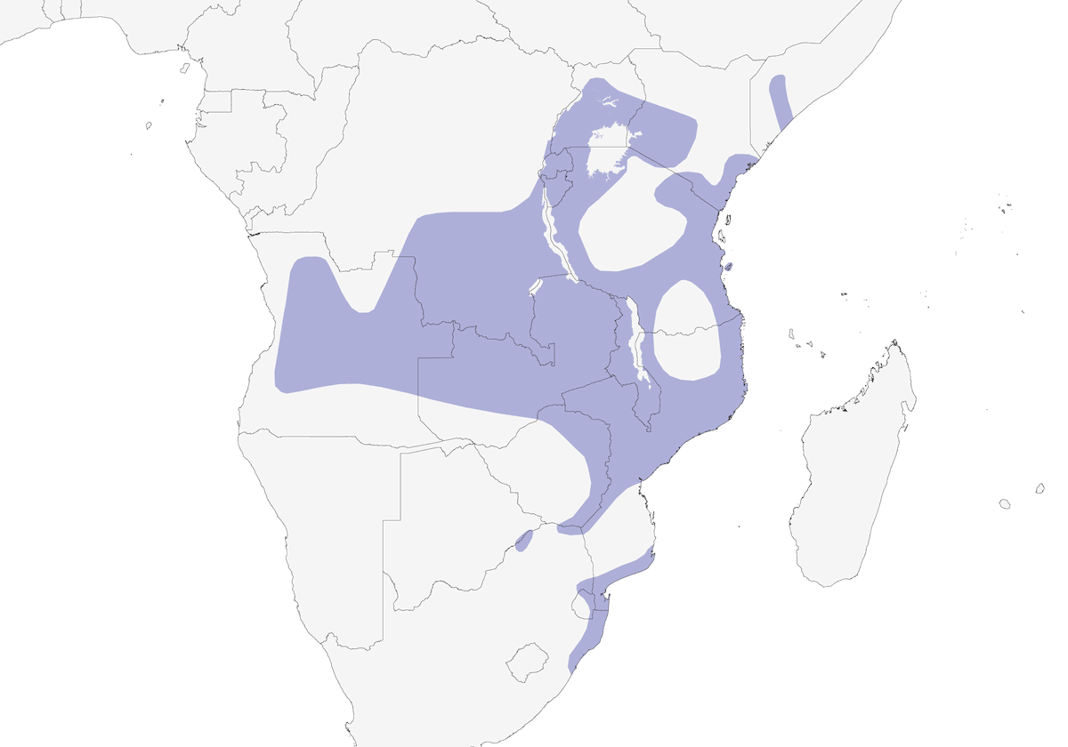 Platysteira golanera, Distribuzione 1