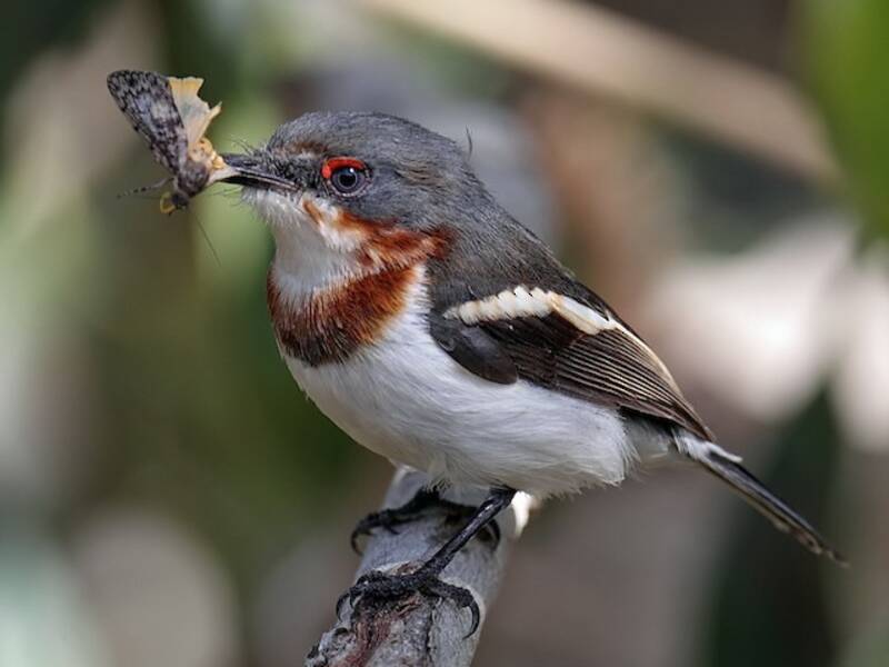 Platiste de garganta parda - Platysteira cyanea