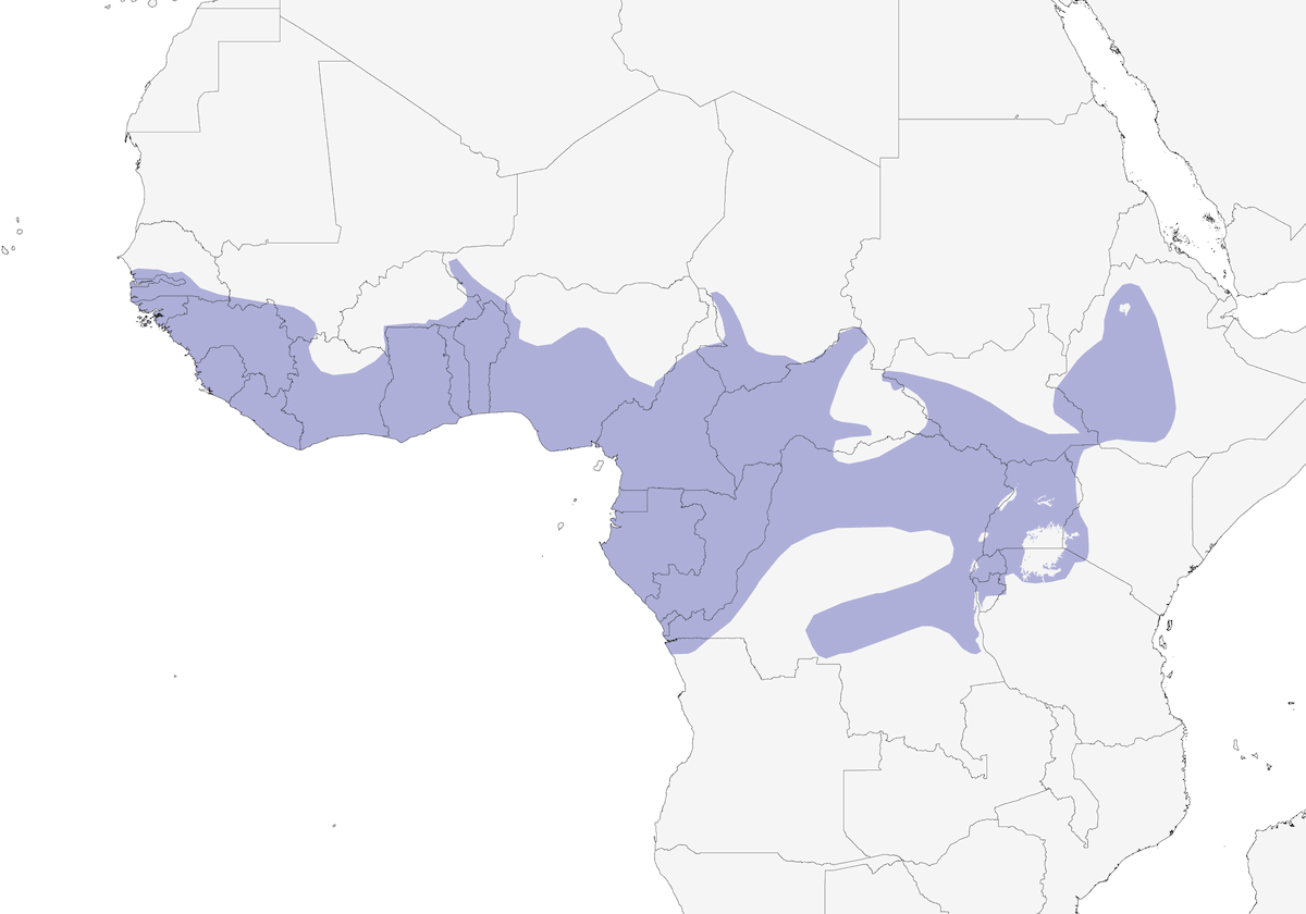 Platiste de garganta parda, Distribución 1