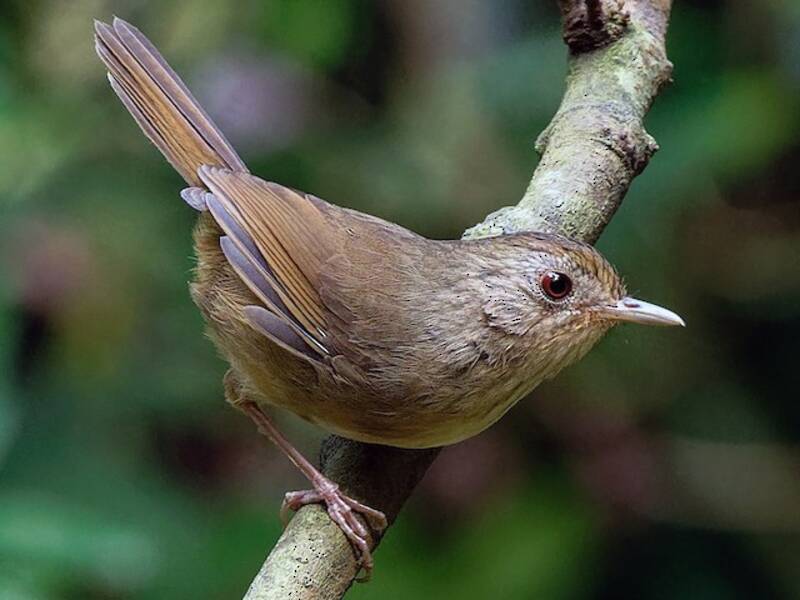 Buff-breasted Babbler, Photos 4