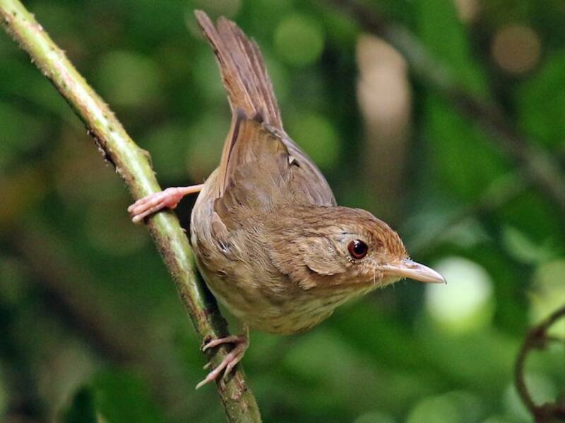 Buff-breasted Babbler, Photos 2