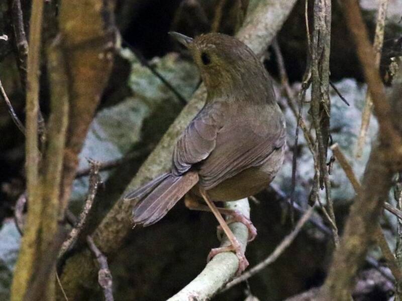 Buff-breasted Babbler, Photos 3