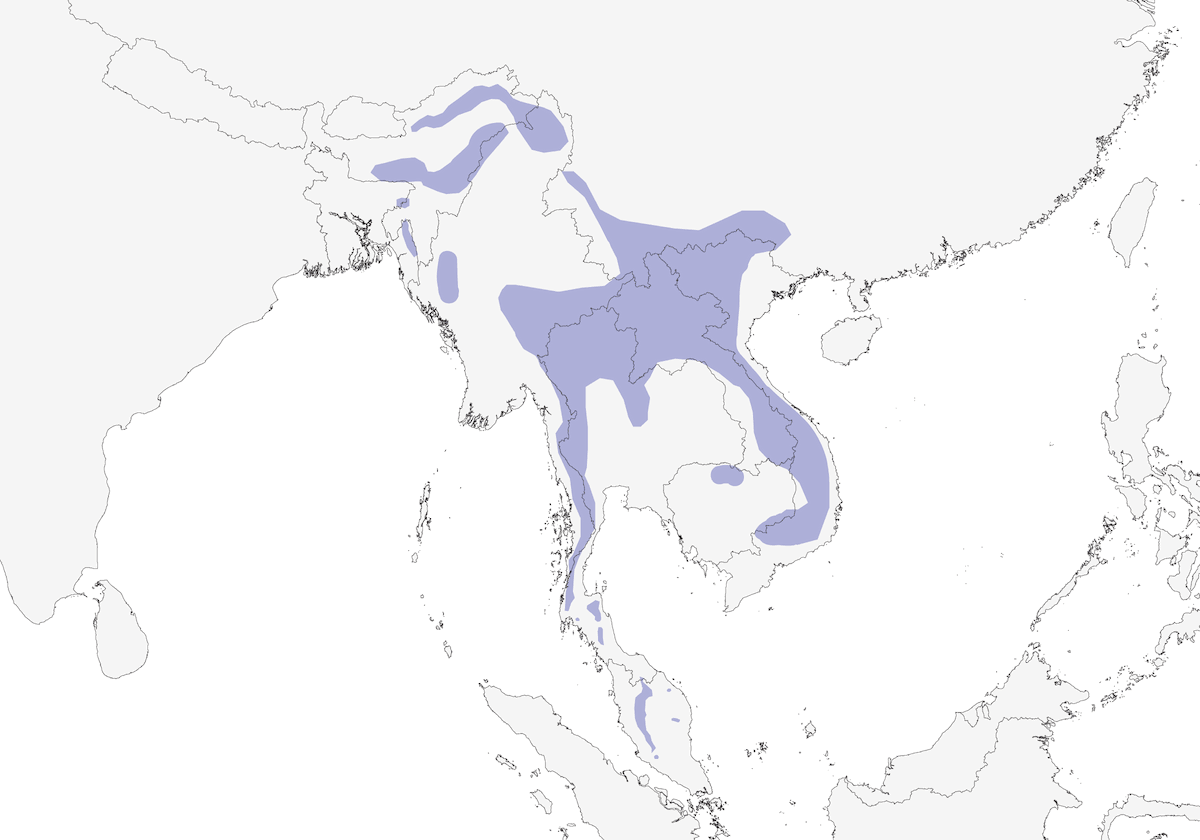 Buff-breasted Babbler, Distribution 1