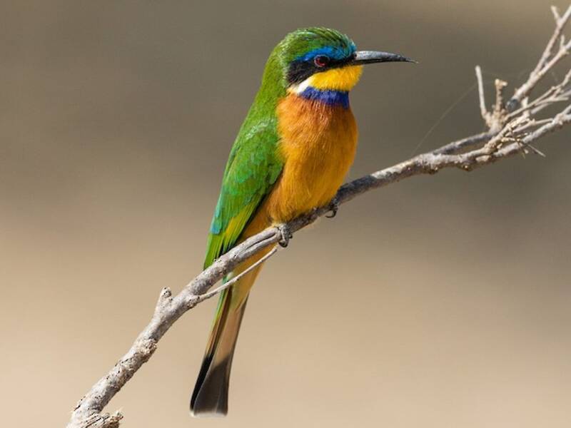 Ethiopian Bee-eater