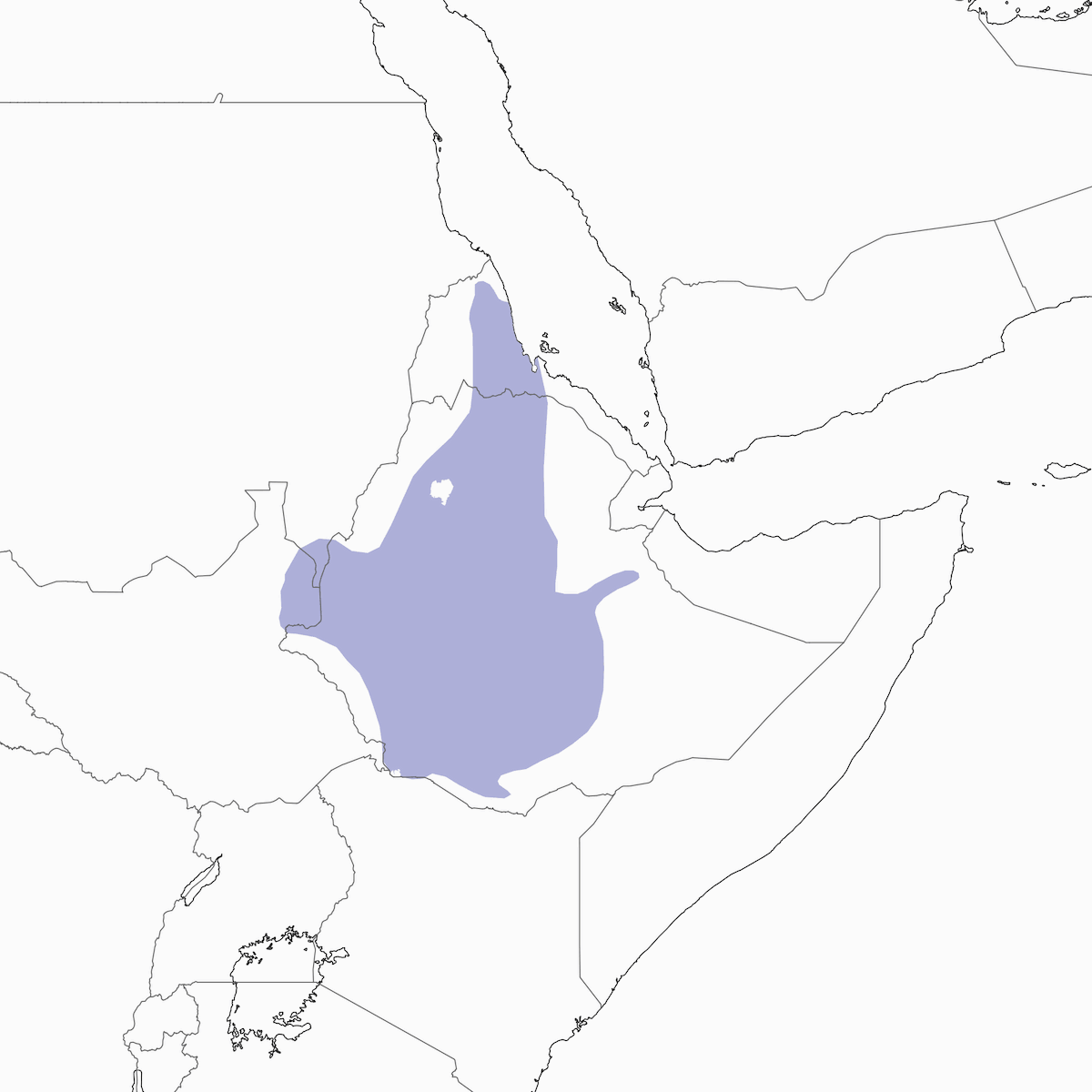 Abejaruco Etíope, Distribución 1