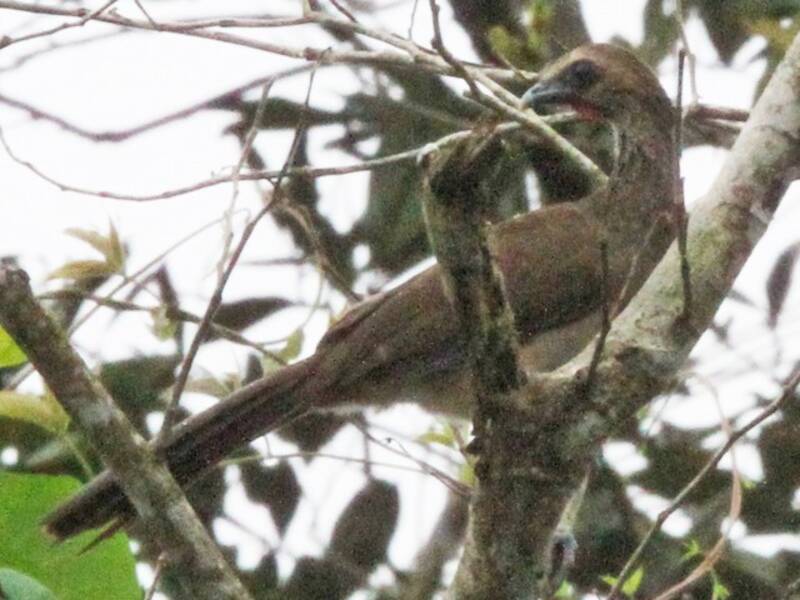 Ockerbrauen-Chachalaca, Fotos 2