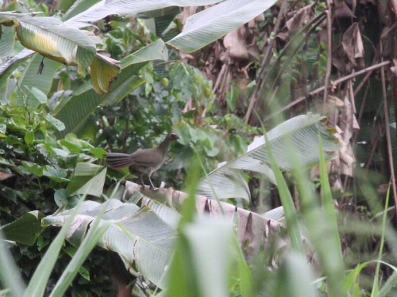 Ockerbrauen-Chachalaca