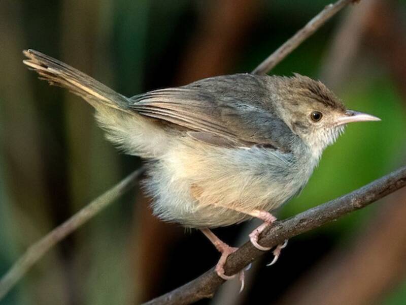 Cisticola glouglouteur, Photos 2