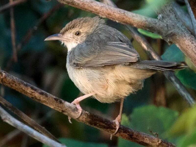 Cisticola glouglouteur, Photos 3