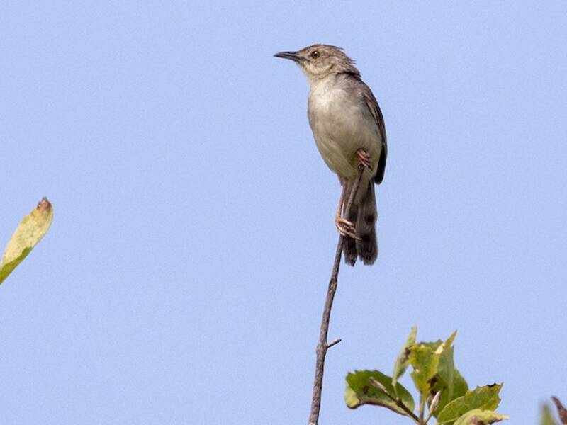 Cisticola Burbujeante