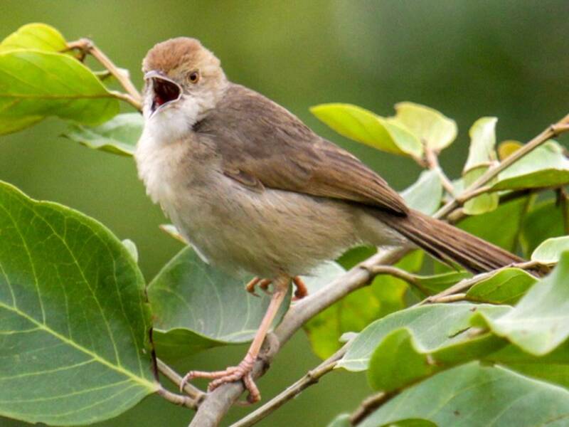 Cisticola glouglouteur, Photos 4