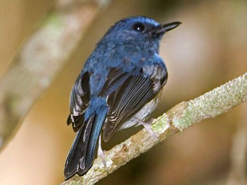 Blue-breasted Blue Flycatcher, 照片 4