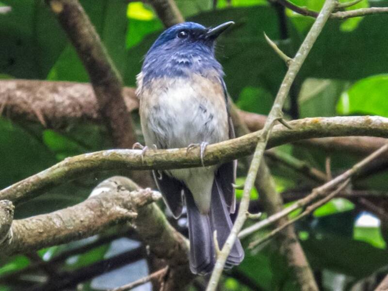 Blue-breasted Blue Flycatcher, 照片 3