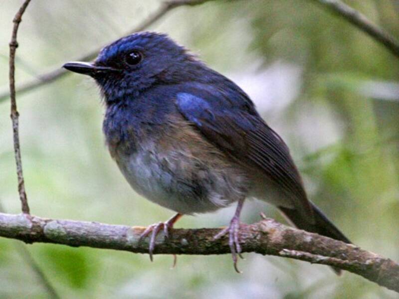 Blue-breasted Blue Flycatcher, 照片 2