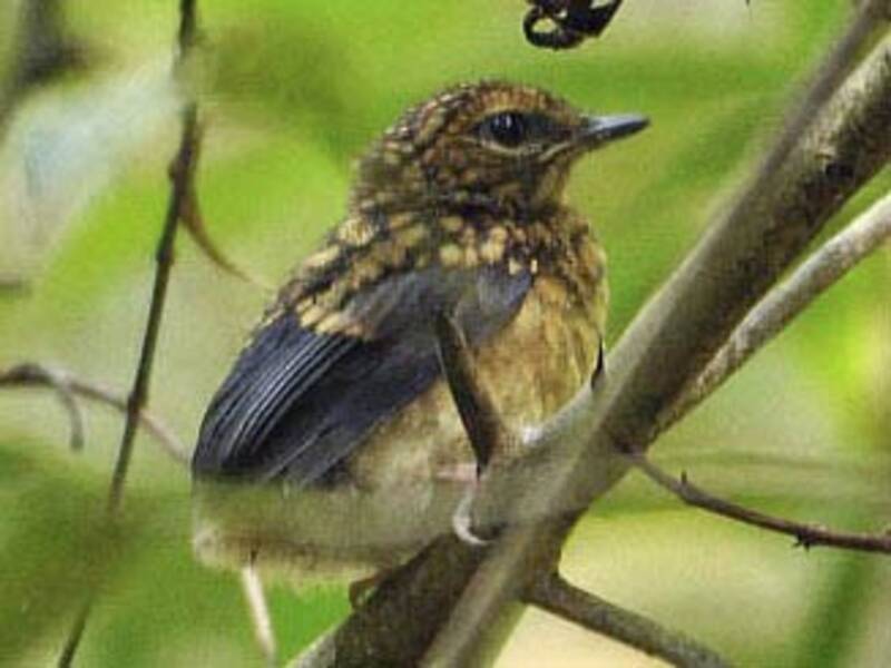Blue-breasted Blue Flycatcher