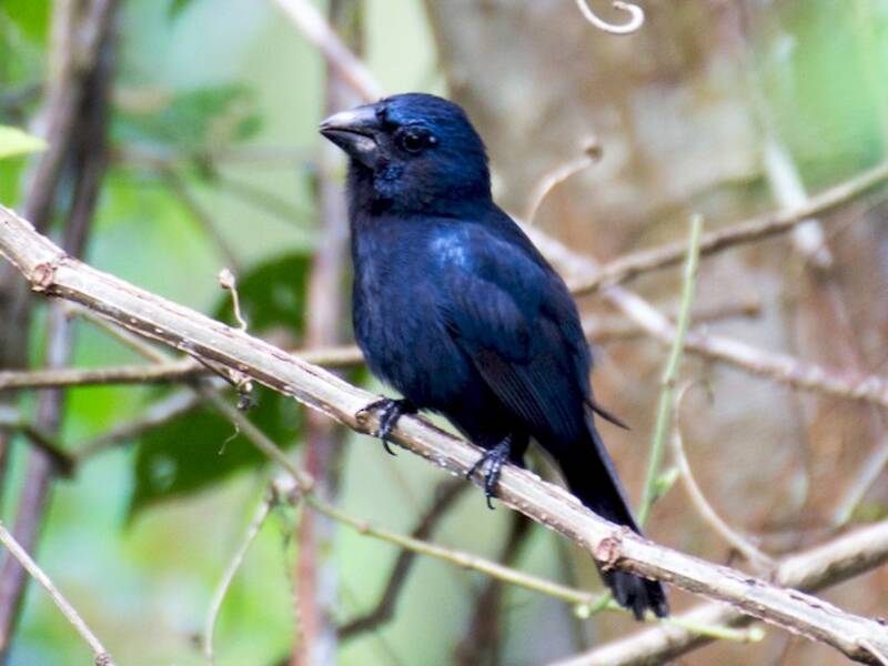 Beccogrosso blu e nero, Foto 4
