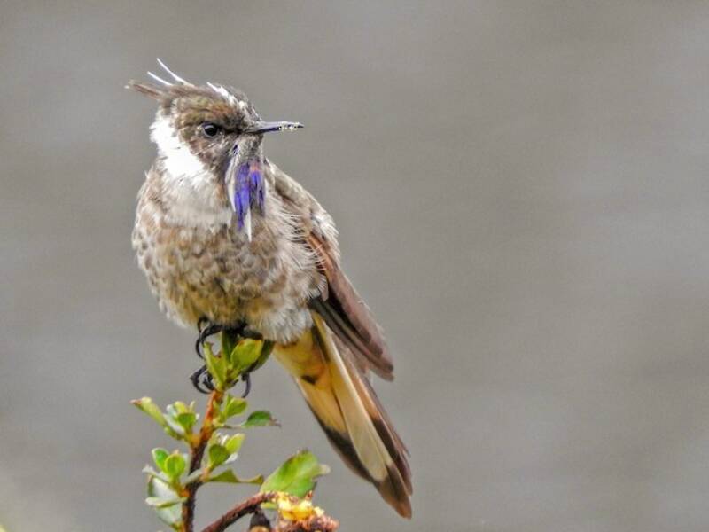 Blaukehl-Helmkolibri