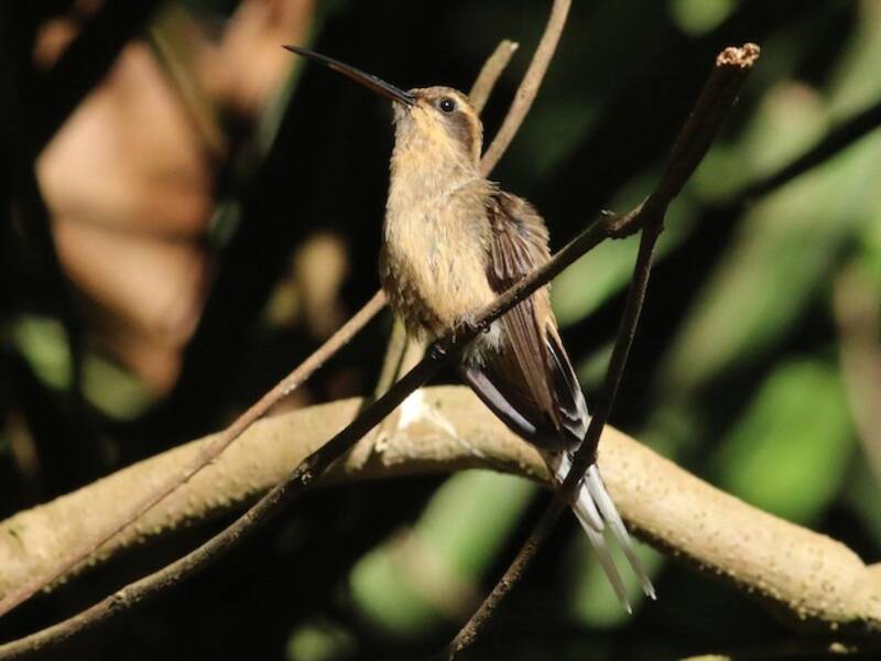 Buff-bellied Hermit