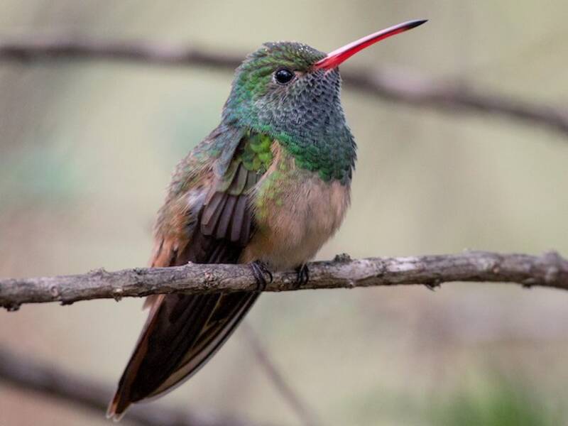 Colibrí de Vientre Leonado, Fotos 3